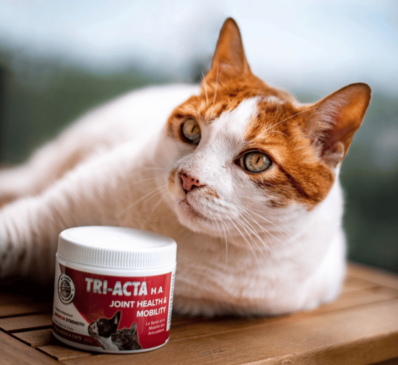 Best Cat Supplements for Every Aspect of Feline Health
